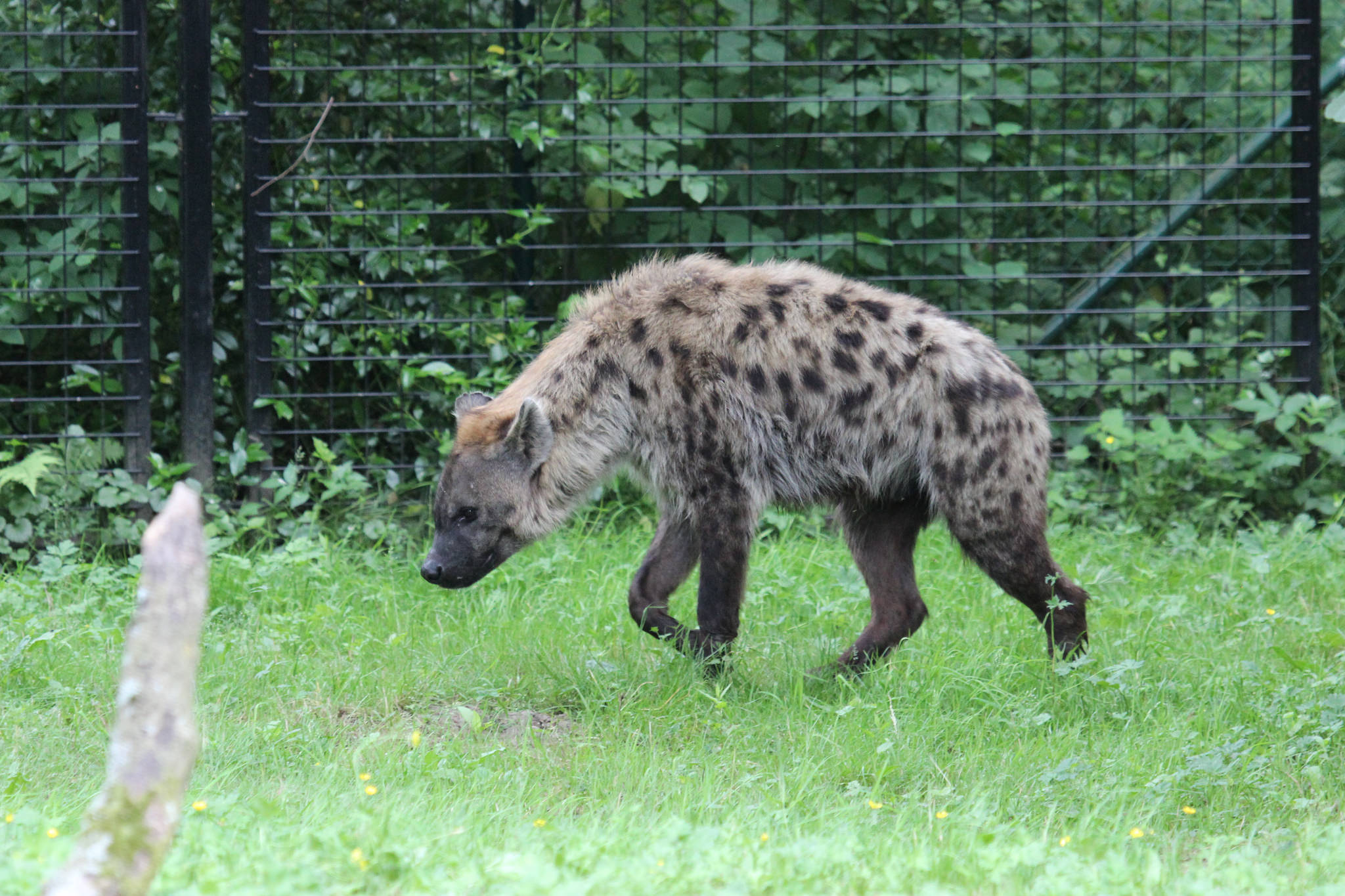 Dierenpark Planckendael